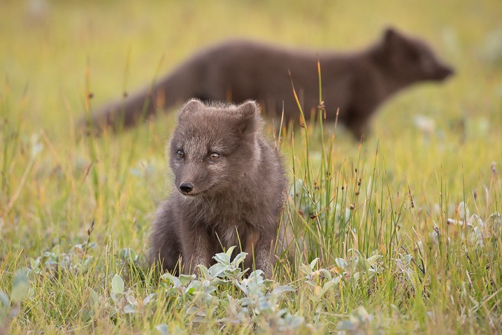 Polarfuchs